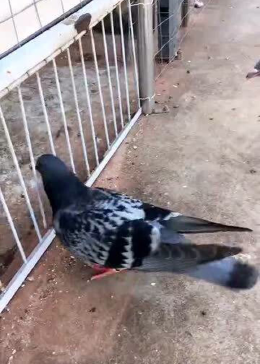 自动门与捉鸽子的智慧