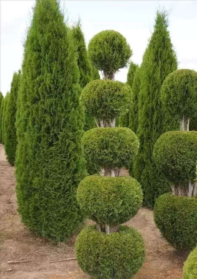 北京常见的灌木球品种