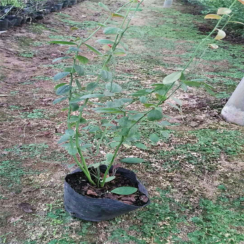 海南苗木品种，丰富多样与独特魅力