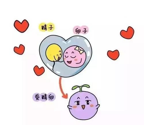 取卵前一天需要注意的事项，全方位准备确保顺利