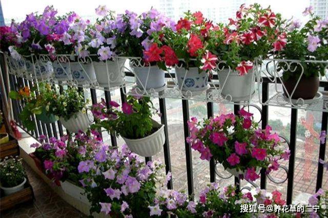 阳台养花品种的选择与养护技巧