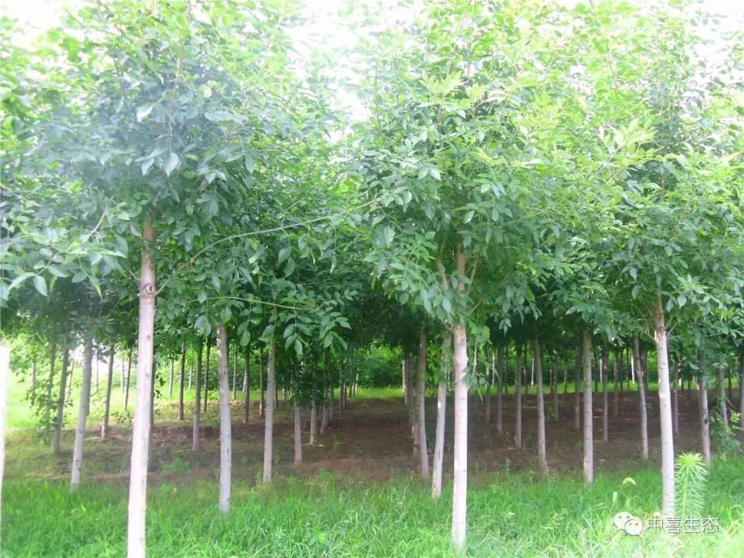 河南白蜡苗木品种，探索与解析