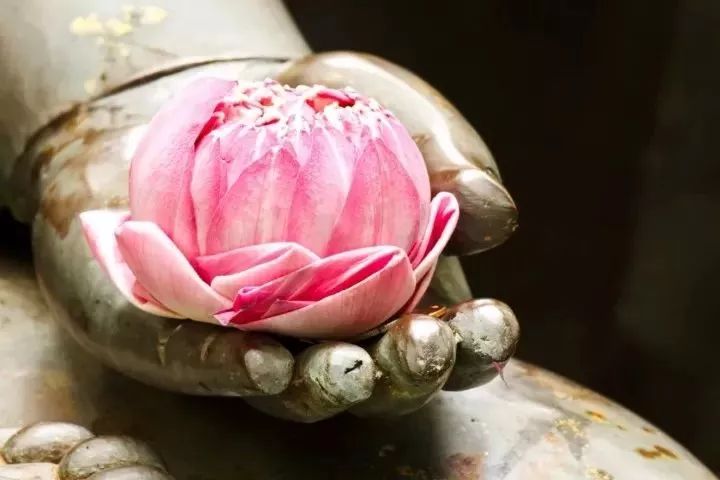 佛蛋花，禅意与美丽的完美结合
