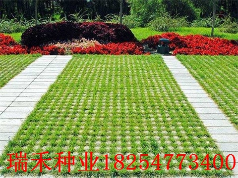 观赏草坪的品种介绍