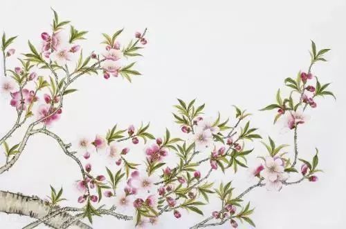 大班美术教案吹画桃花