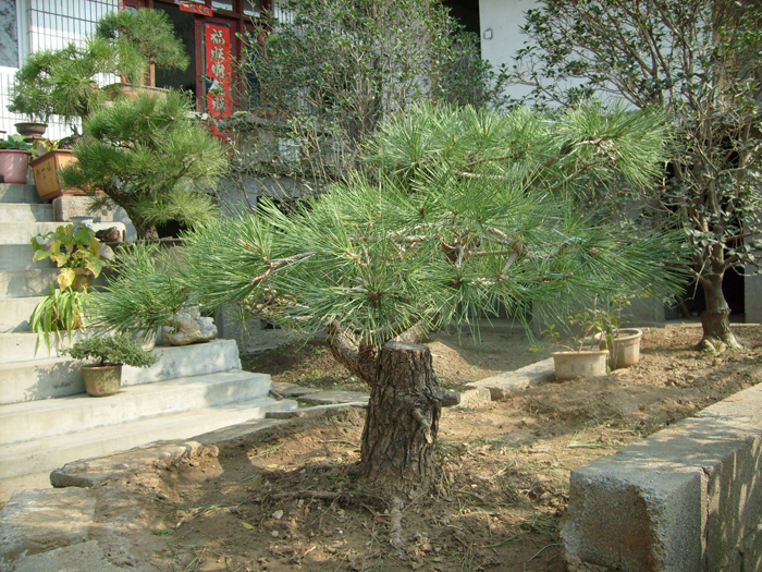 城市绿化中的五针松品种研究