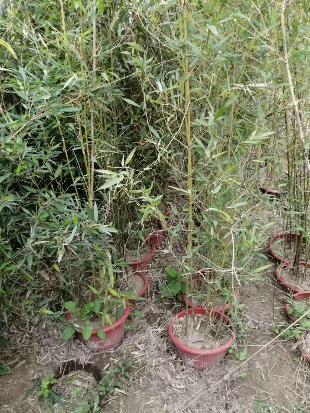 竹子的品种之金镶玉