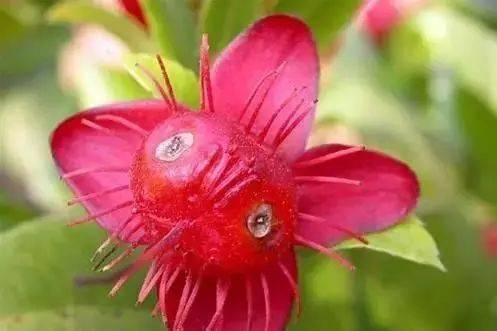 探索花镜世界，一百种常见花镜品种及其魅力