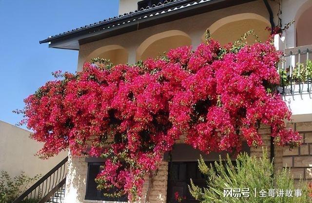 做花墙品种，美化环境的新选择