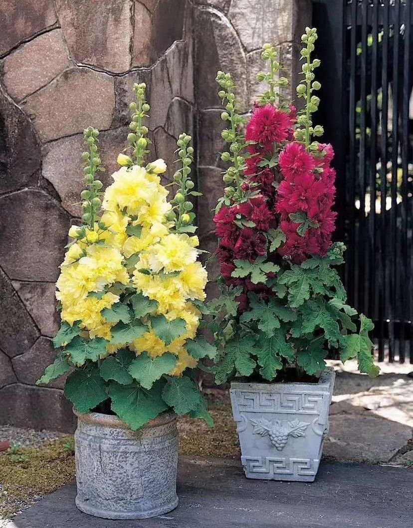 庭院花卉种植品种及其特点