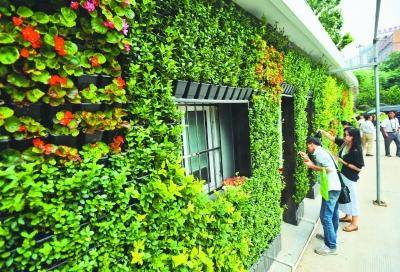 立体绿化植物品种，美化城市与生态建设的先锋力量