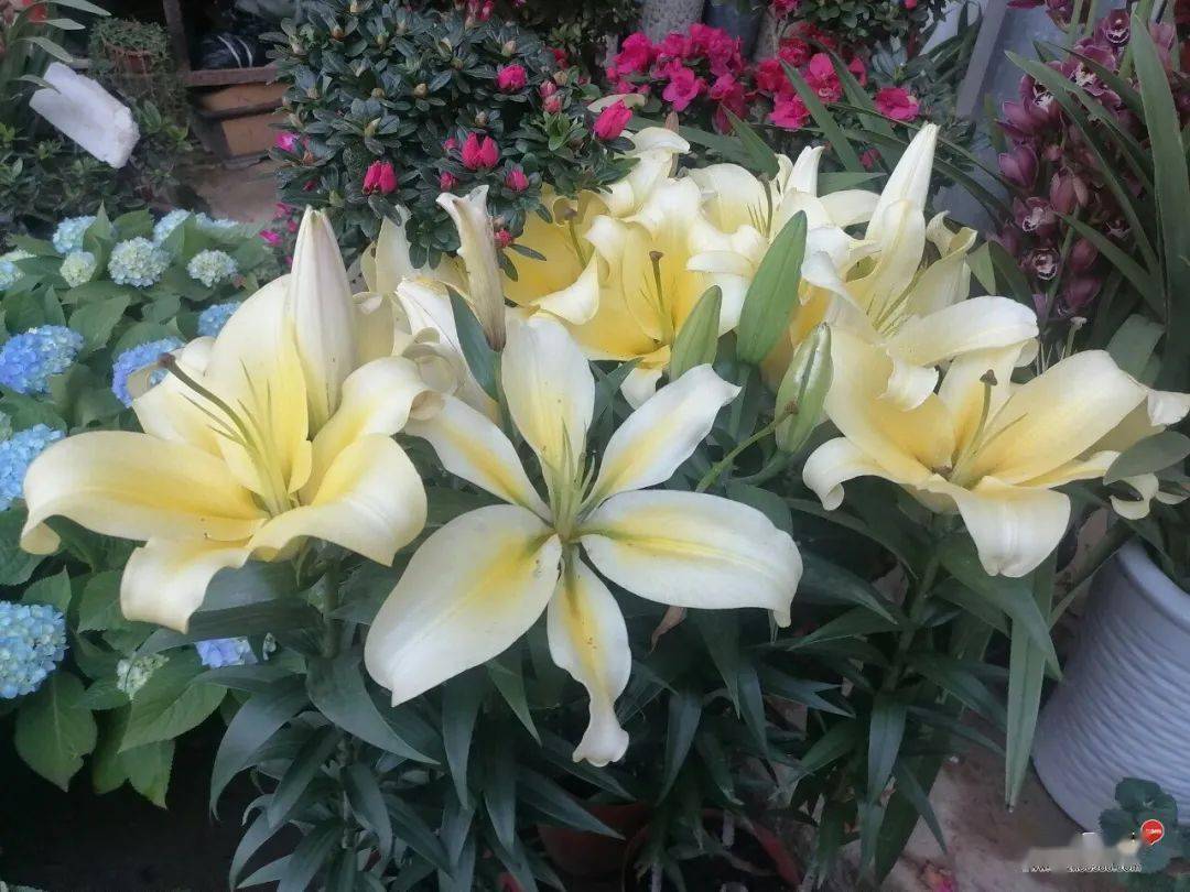 市场热销花卉品种概览