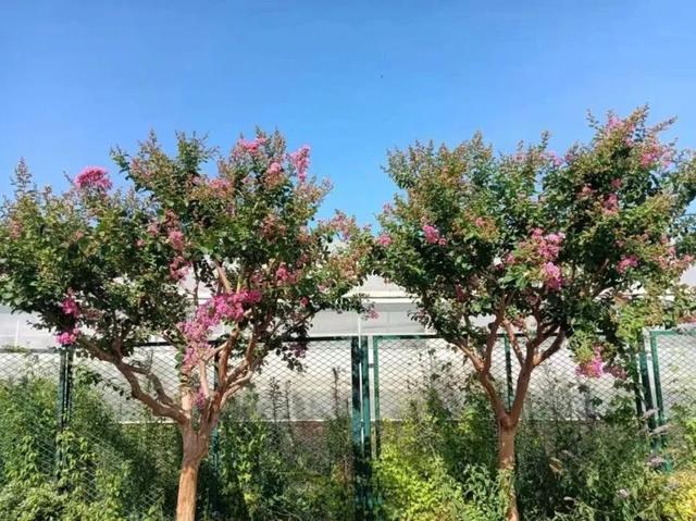 北方种植紫薇的品种选择及其优势分析