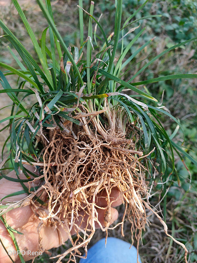 林下耐阴草的品种探究