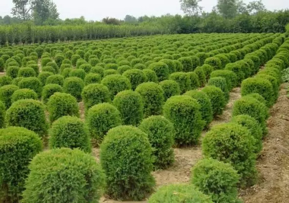 工程应用苗木品种的重要性及应用前景