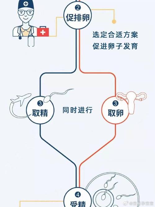 试管婴取卵通知时间解析