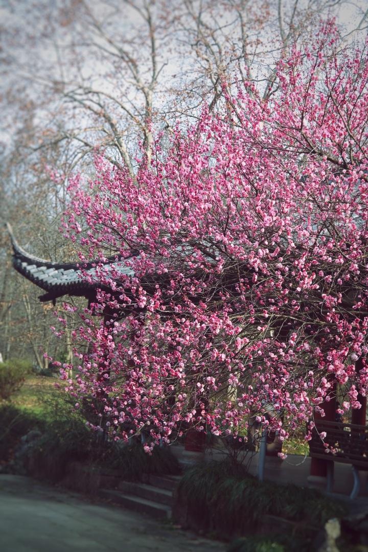 梅花的品种有哪些，千姿百态的梅花世界