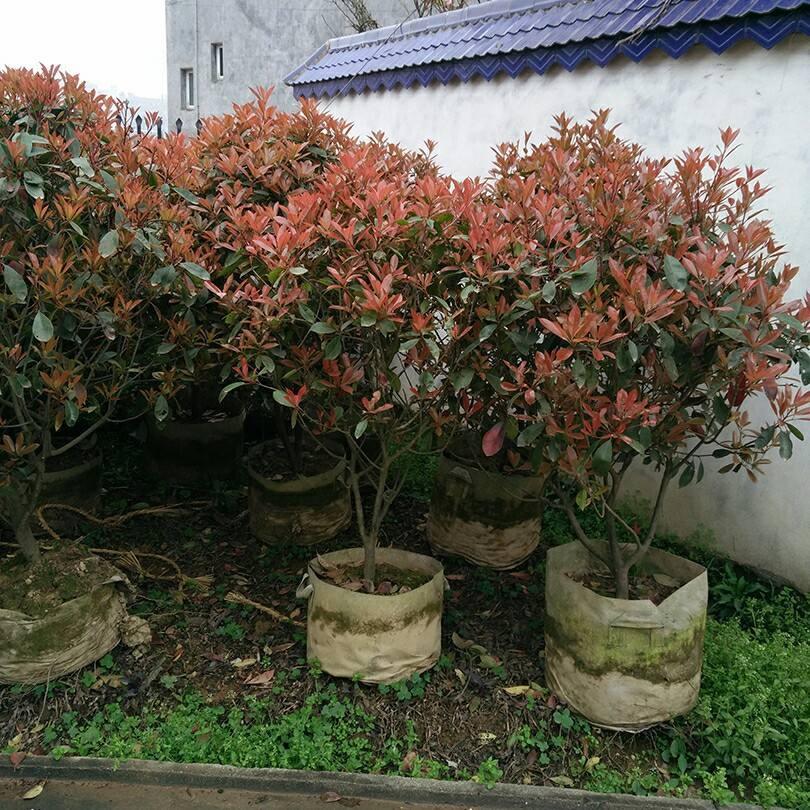 红叶石楠品种介绍