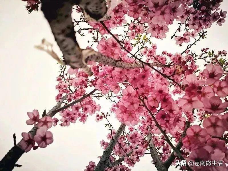 樱花的品种与价格，深入了解樱花之美